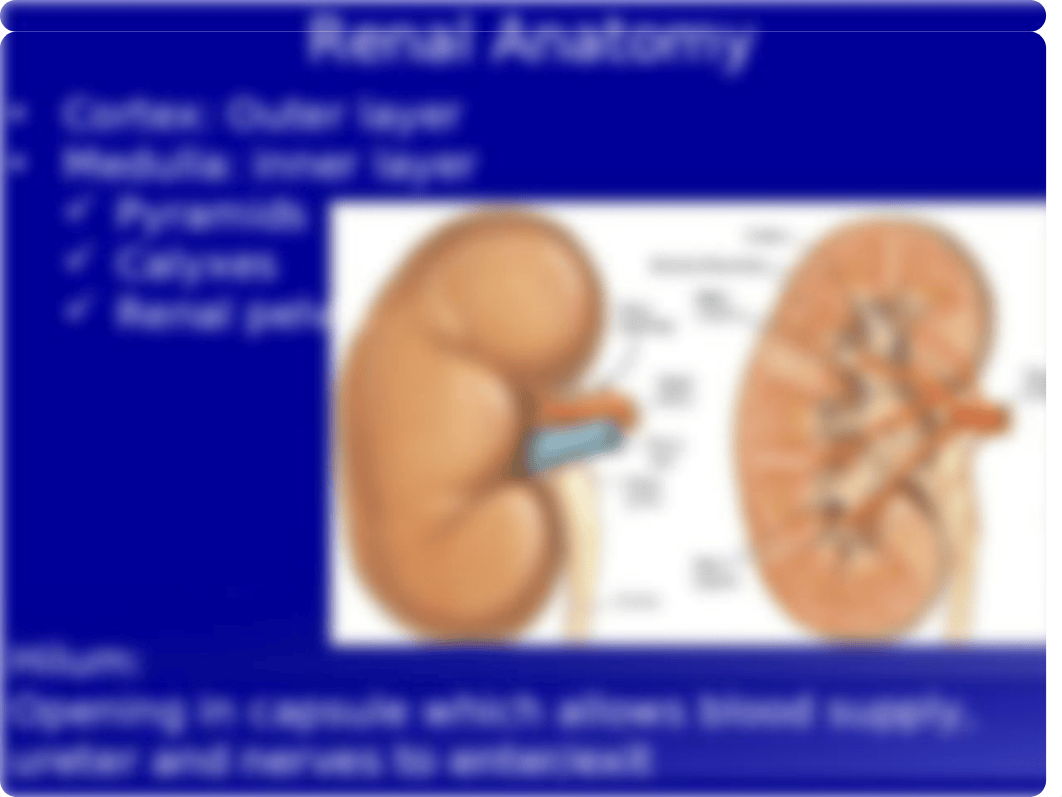 Renal Anatomy 2019.pptx_d2o6uzm2ojz_page4