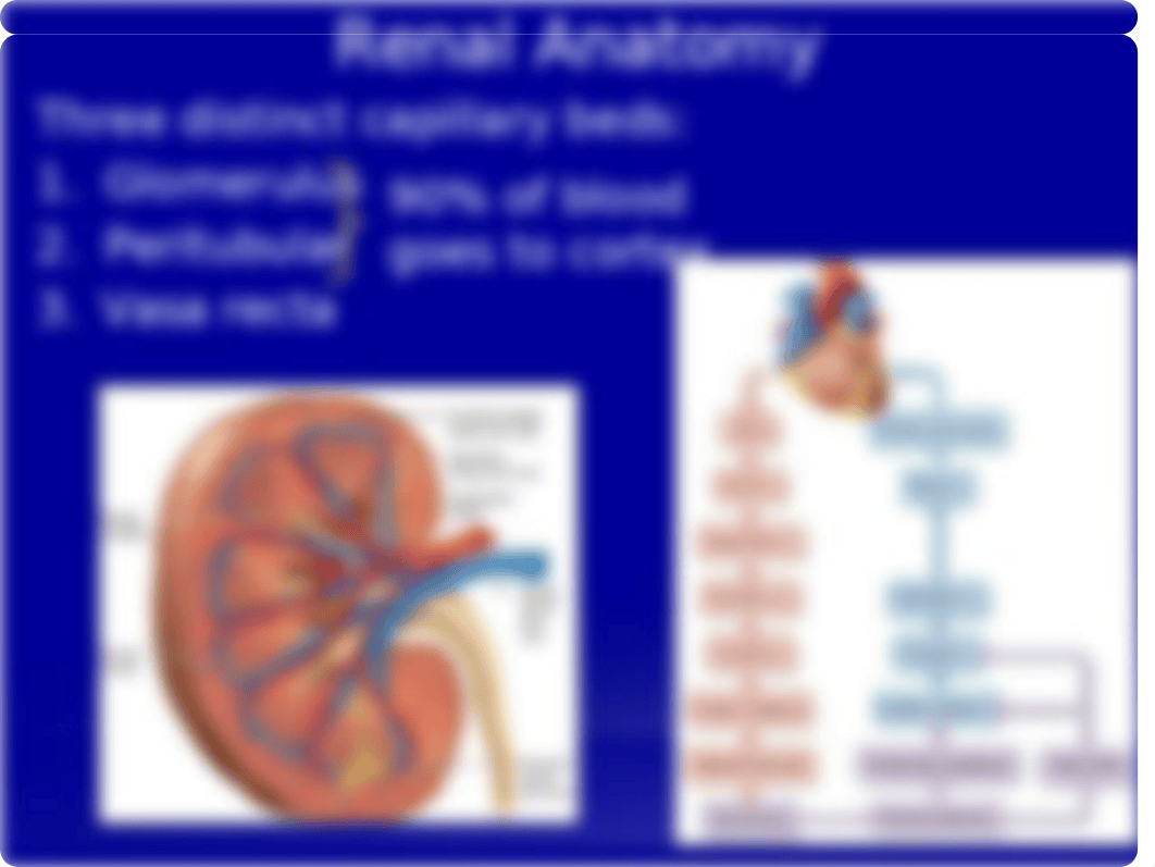 Renal Anatomy 2019.pptx_d2o6uzm2ojz_page5