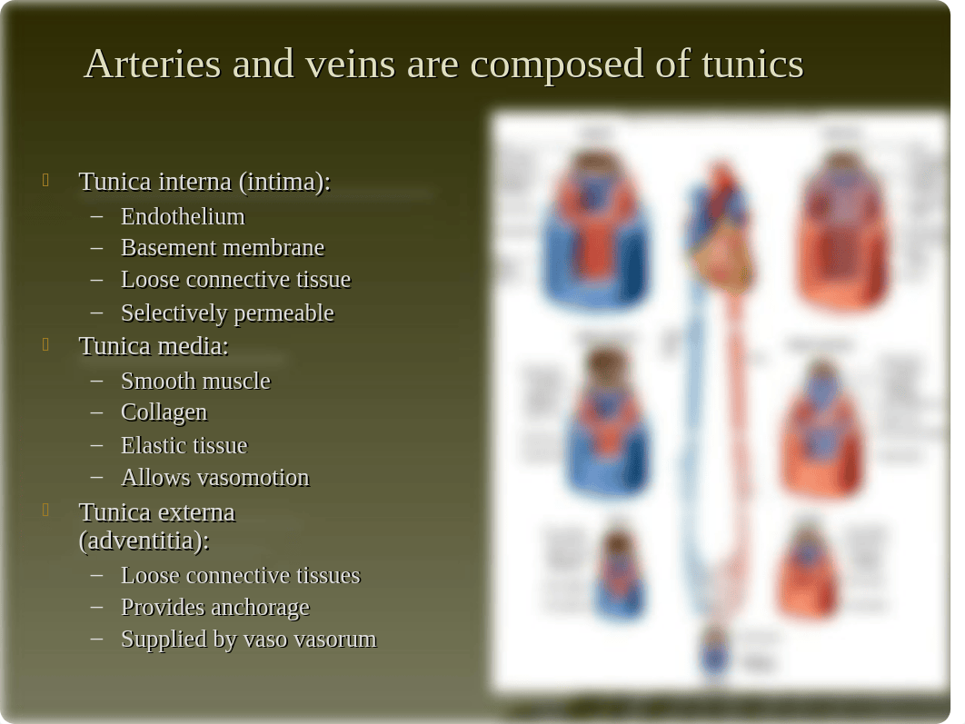 Chapter 20 - The Circulatory System - Blood Vessels_d2ocplc96hk_page3