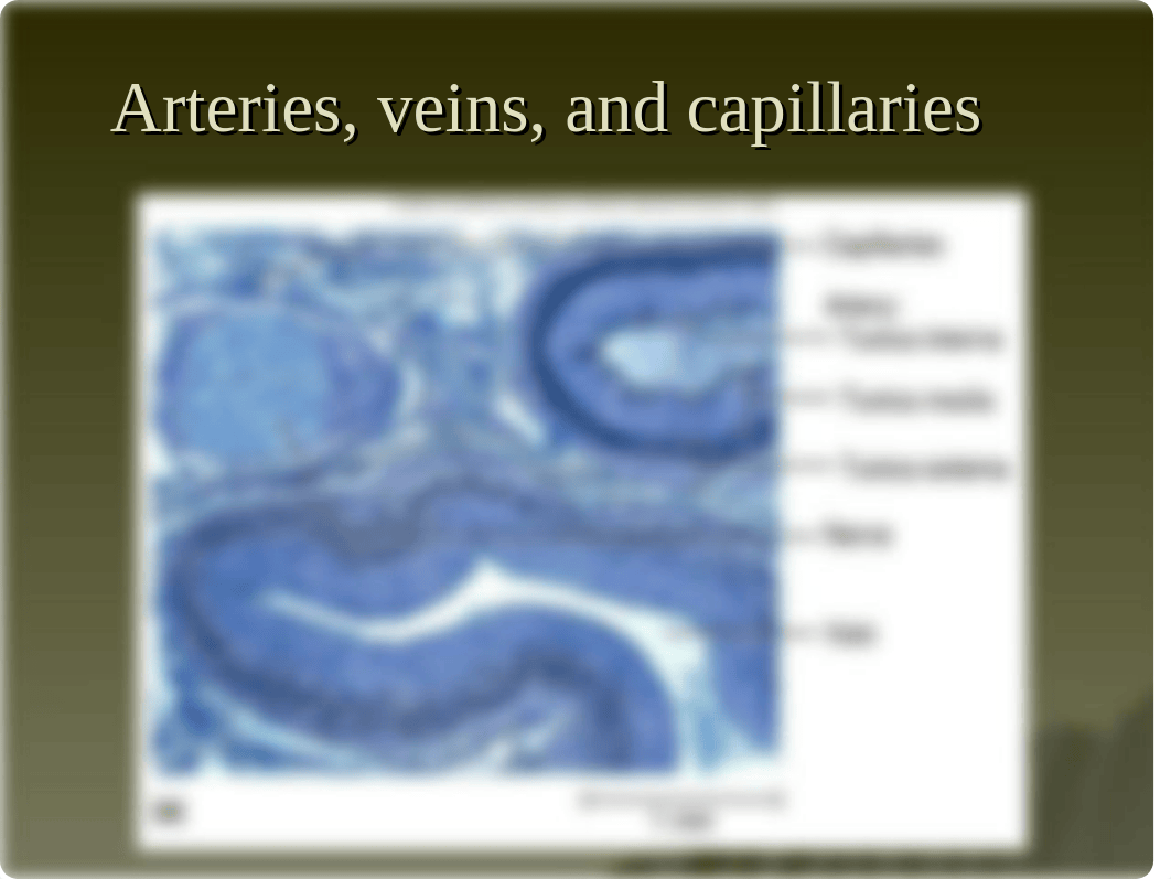 Chapter 20 - The Circulatory System - Blood Vessels_d2ocplc96hk_page2