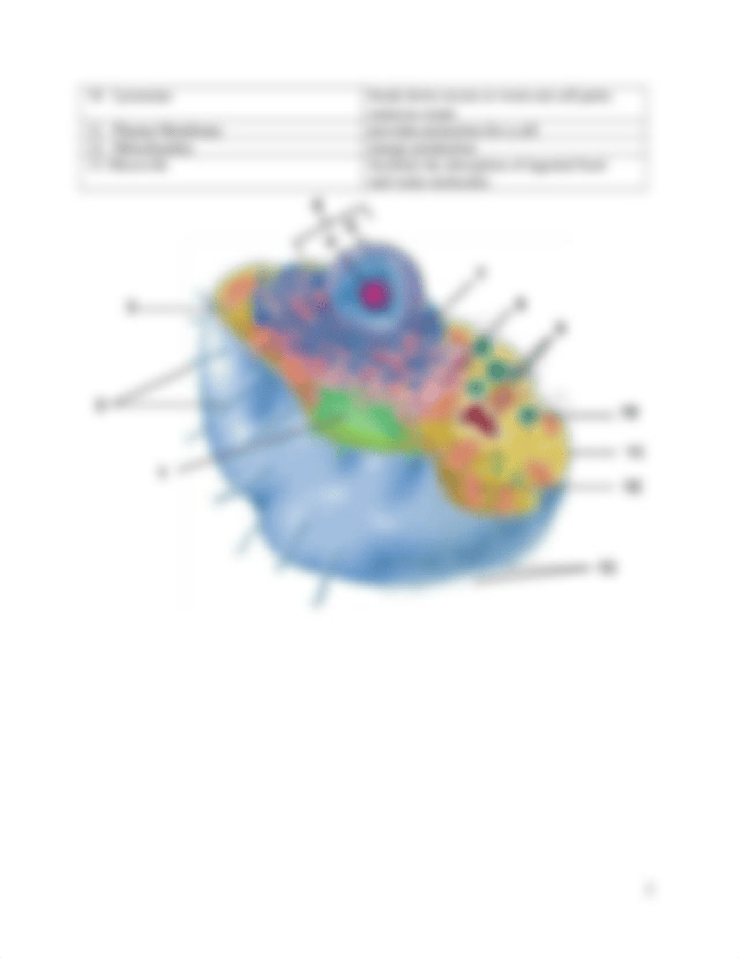 Hands on Lab Cell and Membrane Transport.docx_d2p5cem5jkw_page2