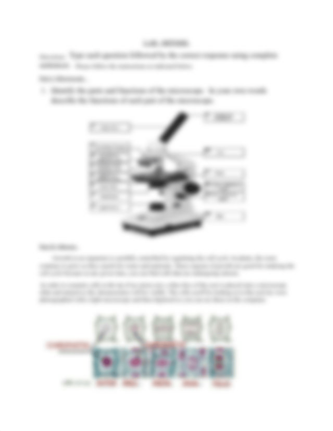 ONLINE Mitosis Lab Genetics Lab Spring 2020.docx_d2p9tareaf7_page2