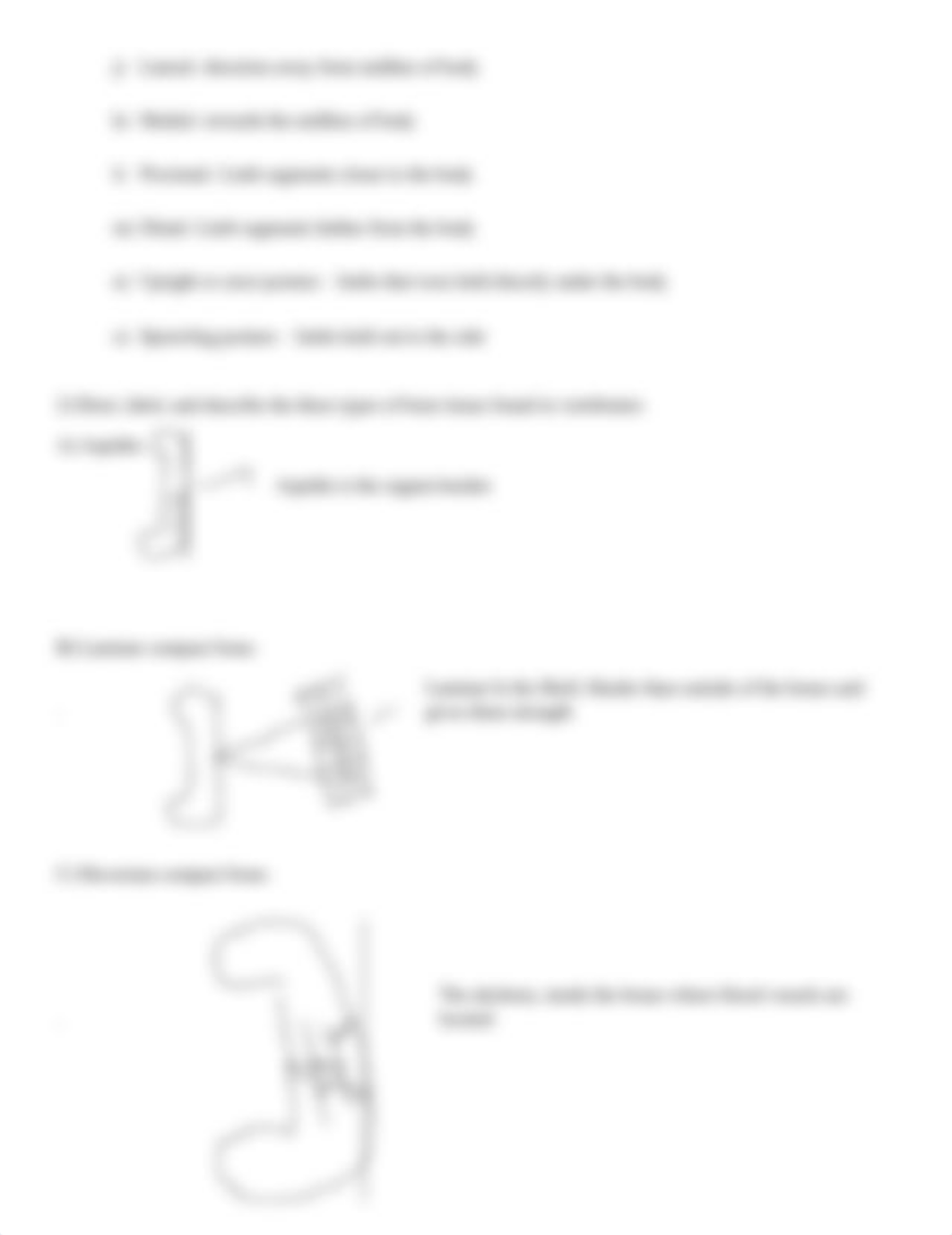 Basic Vertebrate Anatomy Lab.docx_d2pio3brk8h_page2