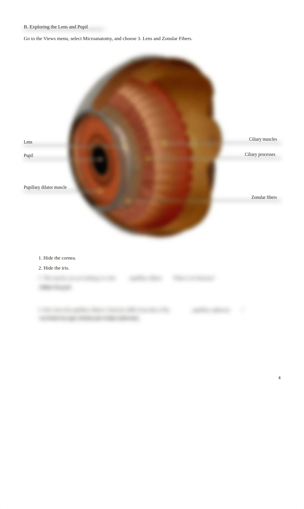 lab manual_senses eye_atlas copy Bio 200-L23.pdf_d2q8l9b4s9w_page4