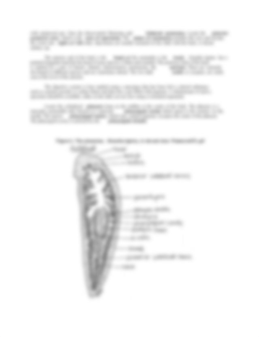 Invertebrate Zoology Lab Platyhelminthes 2019.pdf_d2qd65a7m8c_page2