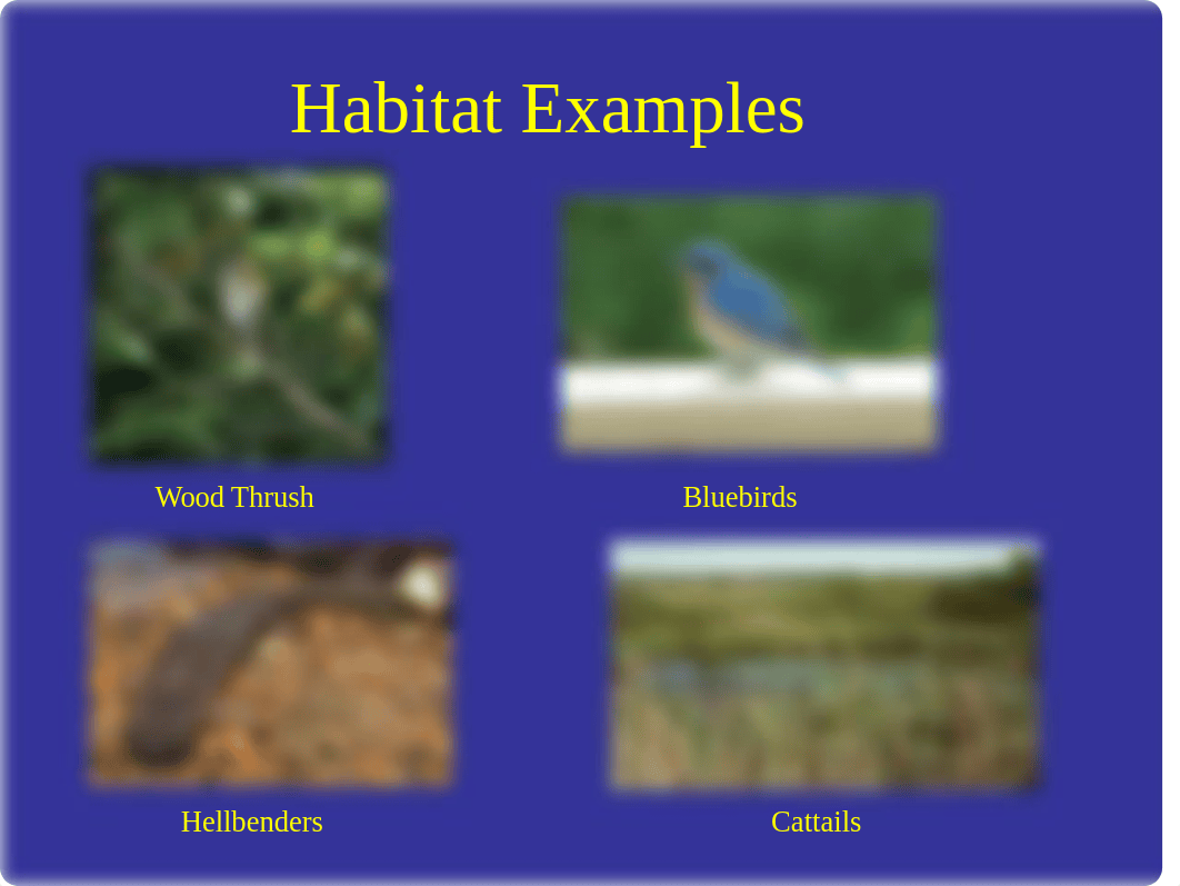 Habitat and Niche Concepts (9) COVID-19.ppt_d2qj7xlxw5e_page2