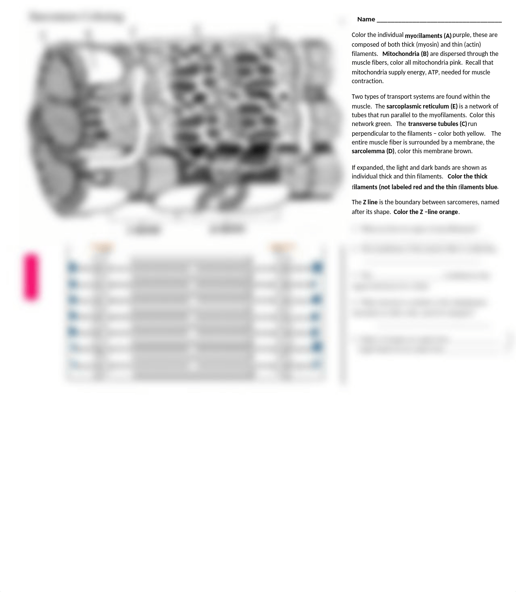 sarcomere sliding filament coloring.docx_d2rp0dyulni_page1