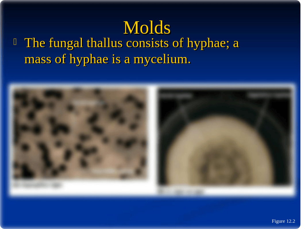 The Eukaryotes Ch. 12 ppt_d2rp1qu80dp_page3