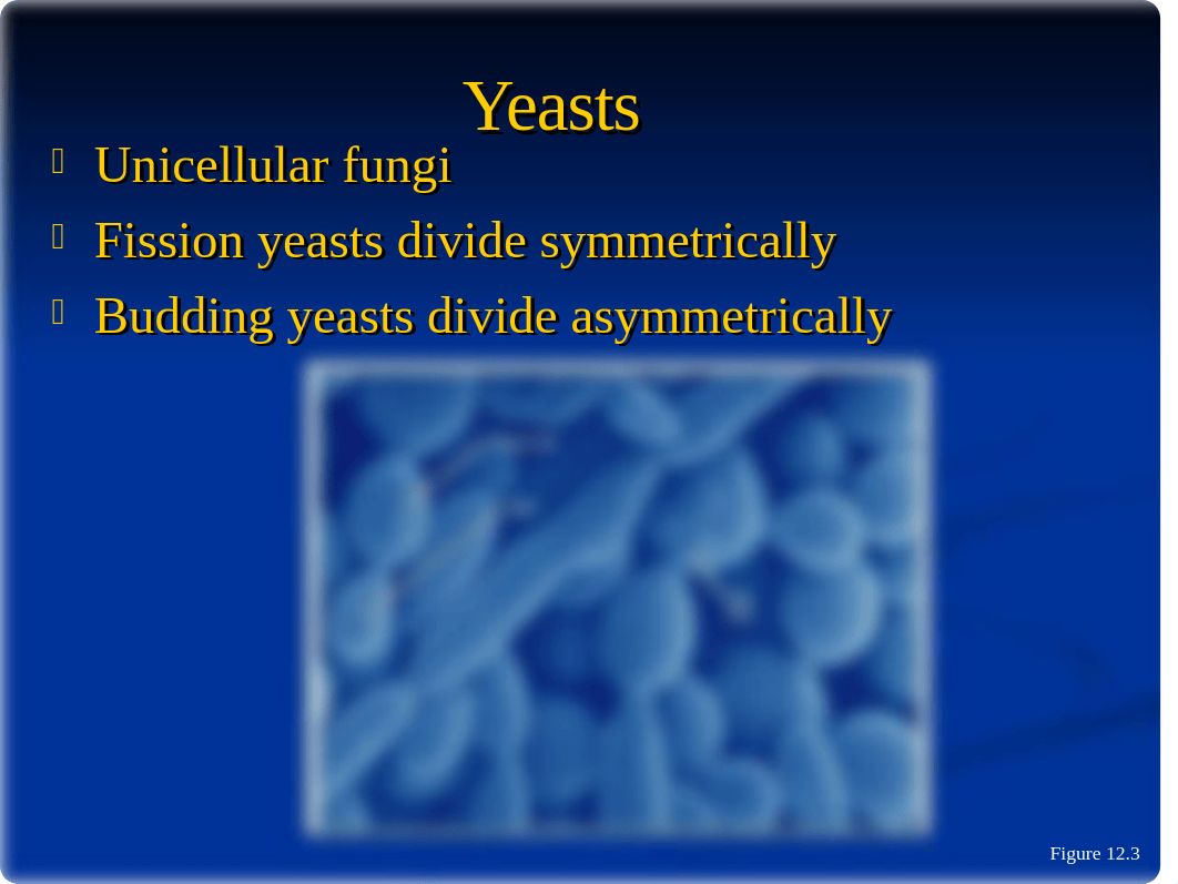 The Eukaryotes Ch. 12 ppt_d2rp1qu80dp_page4