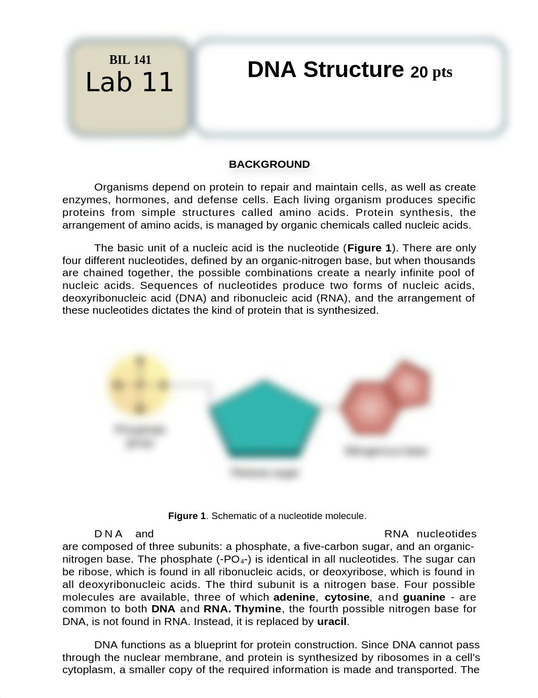 DONE Lab 11 - DNA Structure-Virtual (1).docx_d2rsi8mzr9a_page1