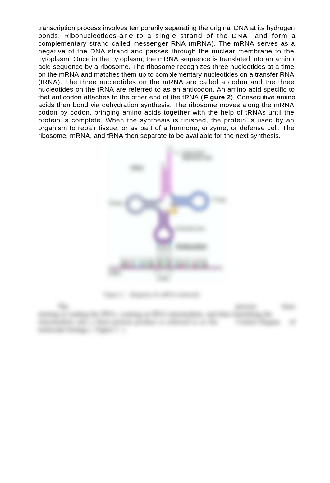 DONE Lab 11 - DNA Structure-Virtual (1).docx_d2rsi8mzr9a_page2