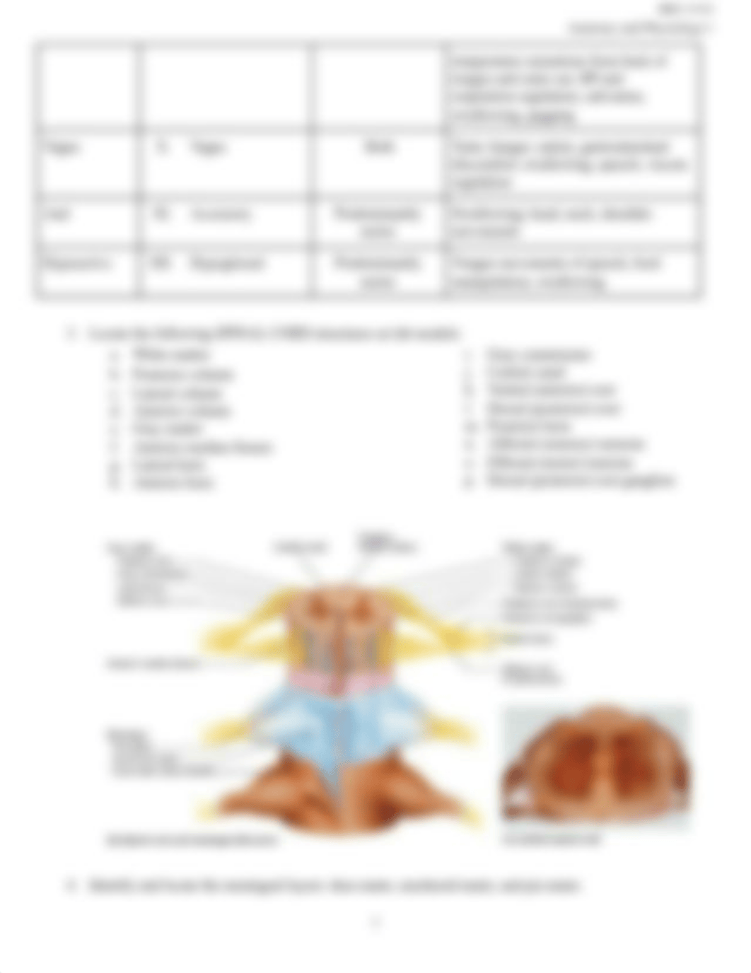 Brain and Special Senses Lab Exam Objectives.docx_d2s3uatb3jp_page3