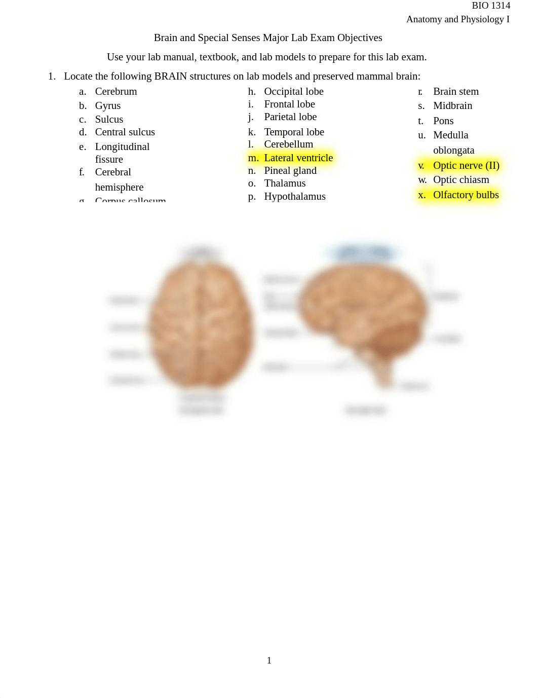 Brain and Special Senses Lab Exam Objectives.docx_d2s3uatb3jp_page1