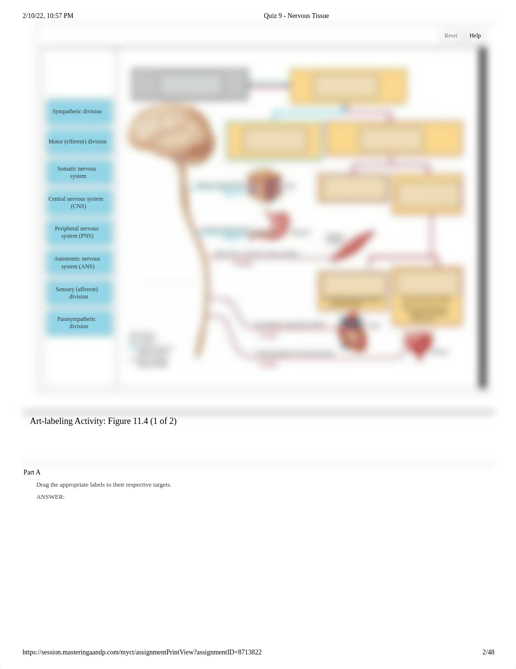 Quiz 9 - Nervous Tissue.pdf_d2s9twmk5j1_page2