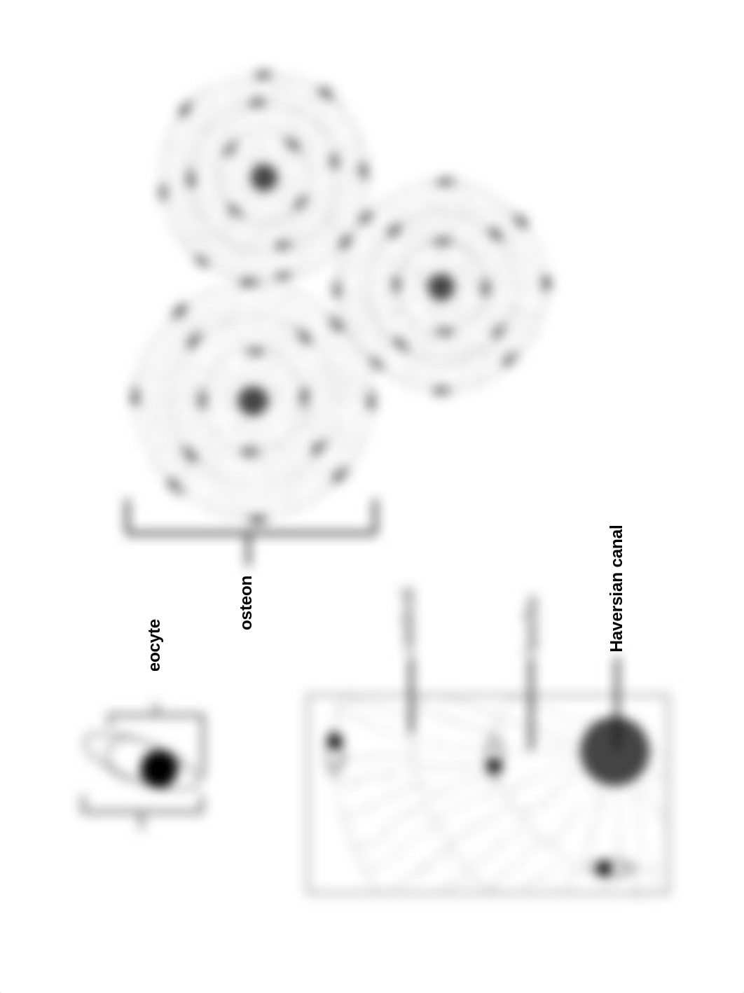 A&P I - Section 2 - Bone Diagrams.pdf_d2sbt8kf1wu_page3