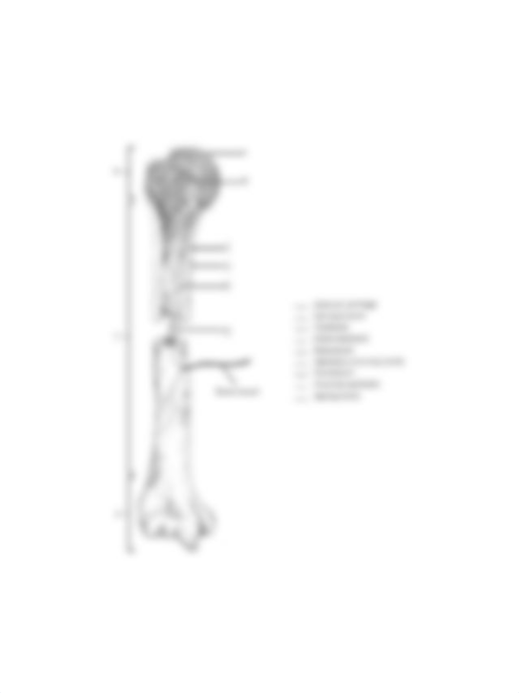 A&P I - Section 2 - Bone Diagrams.pdf_d2sbt8kf1wu_page1