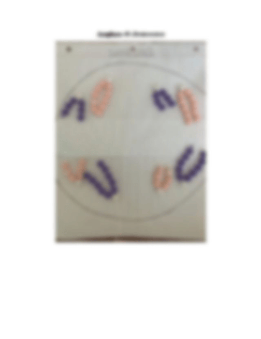 Mitosis and Meiosis lab.pdf_d2slh8nt3bc_page3