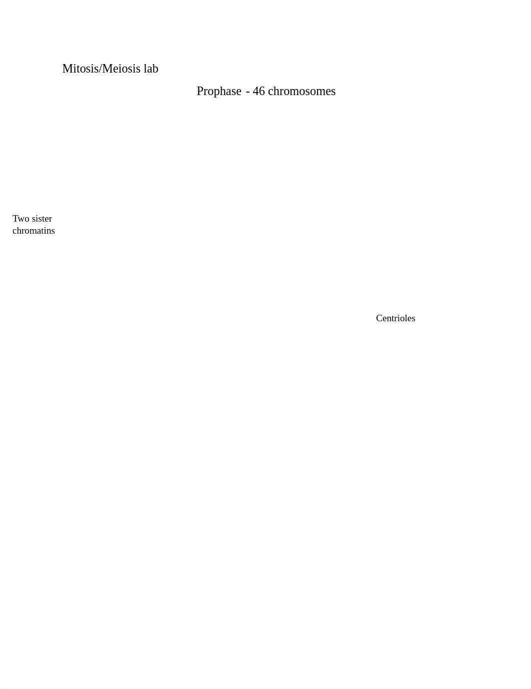 Mitosis and Meiosis lab.pdf_d2slh8nt3bc_page1