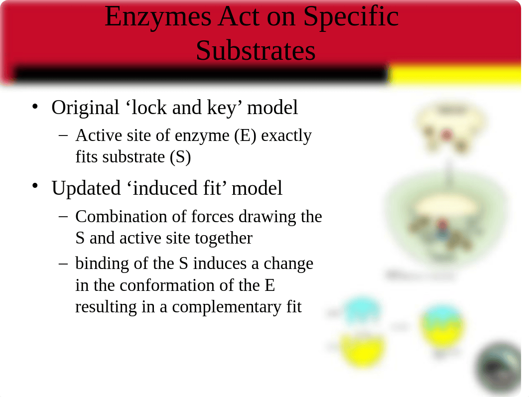 CHEM 4411.Chapter 11.Enzymatic Catalysis.v5_d2sp8m8jute_page5