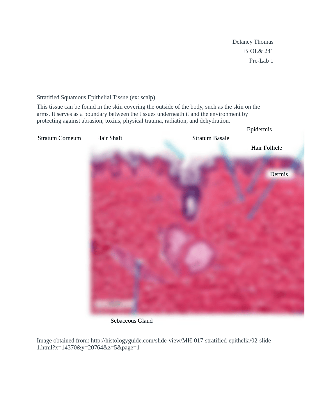 BIOL&241 Pre-Lab 1.docx_d2t00m1kgoh_page1