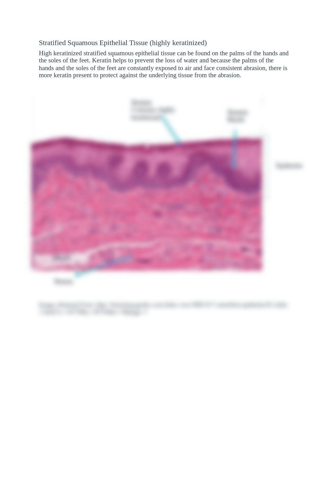 BIOL&241 Pre-Lab 1.docx_d2t00m1kgoh_page2