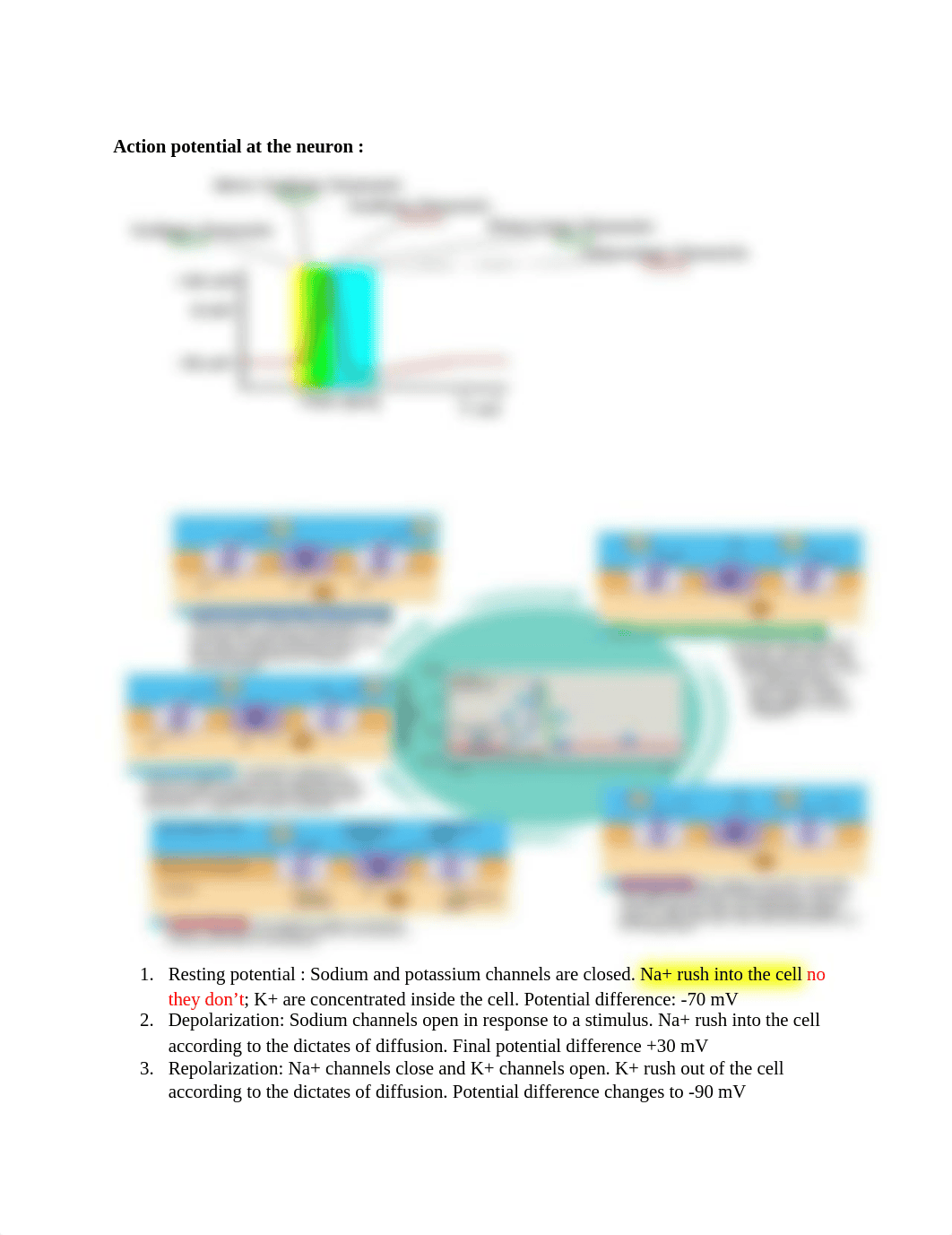 Action potential at the neuron :.docx_d2u5xg1rgt1_page1