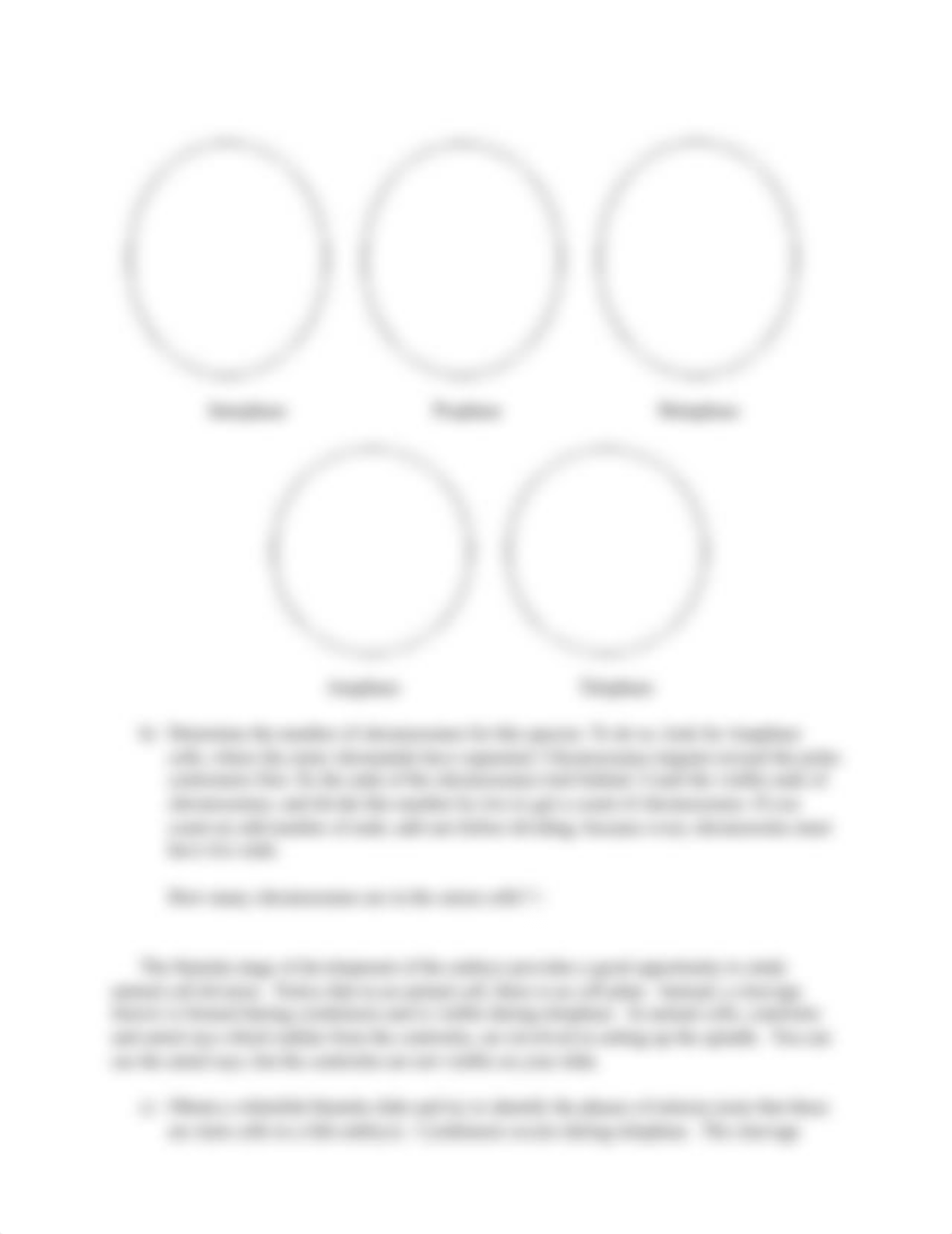 NEW Mitosis  Cleavage No Microscope.pdf_d2vg9mjy5s8_page2