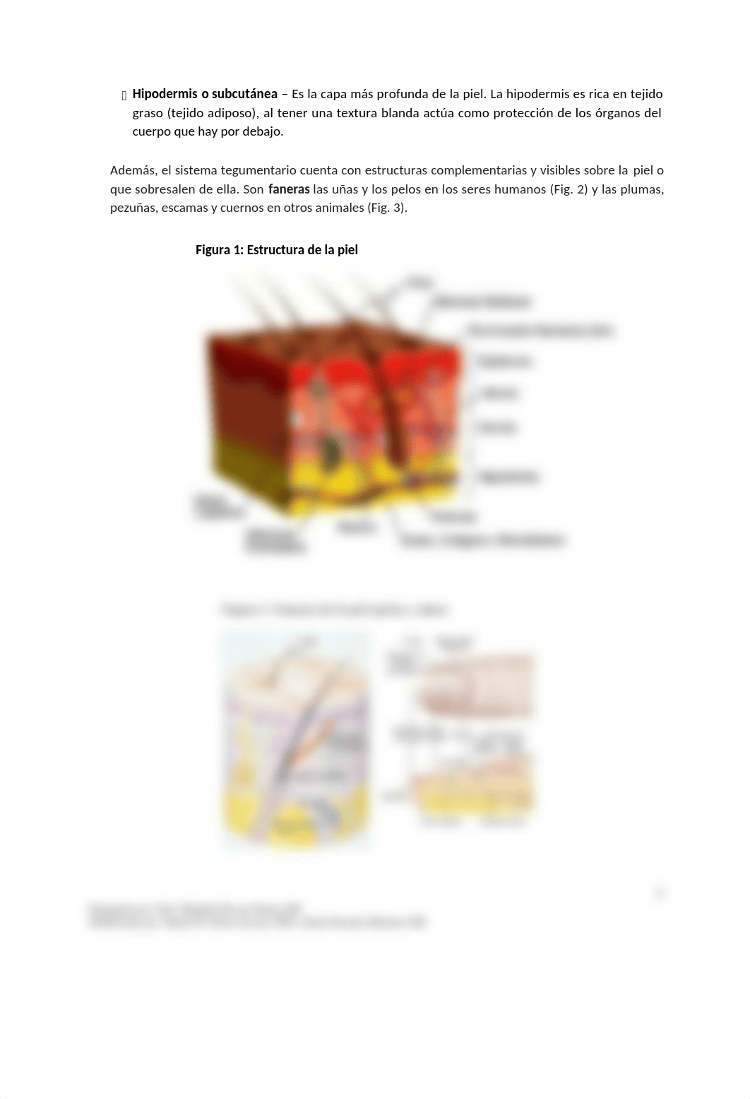 Lab 7_Sistema tegumentario y Sistema nervioso.docx_d2vsgwswir6_page2