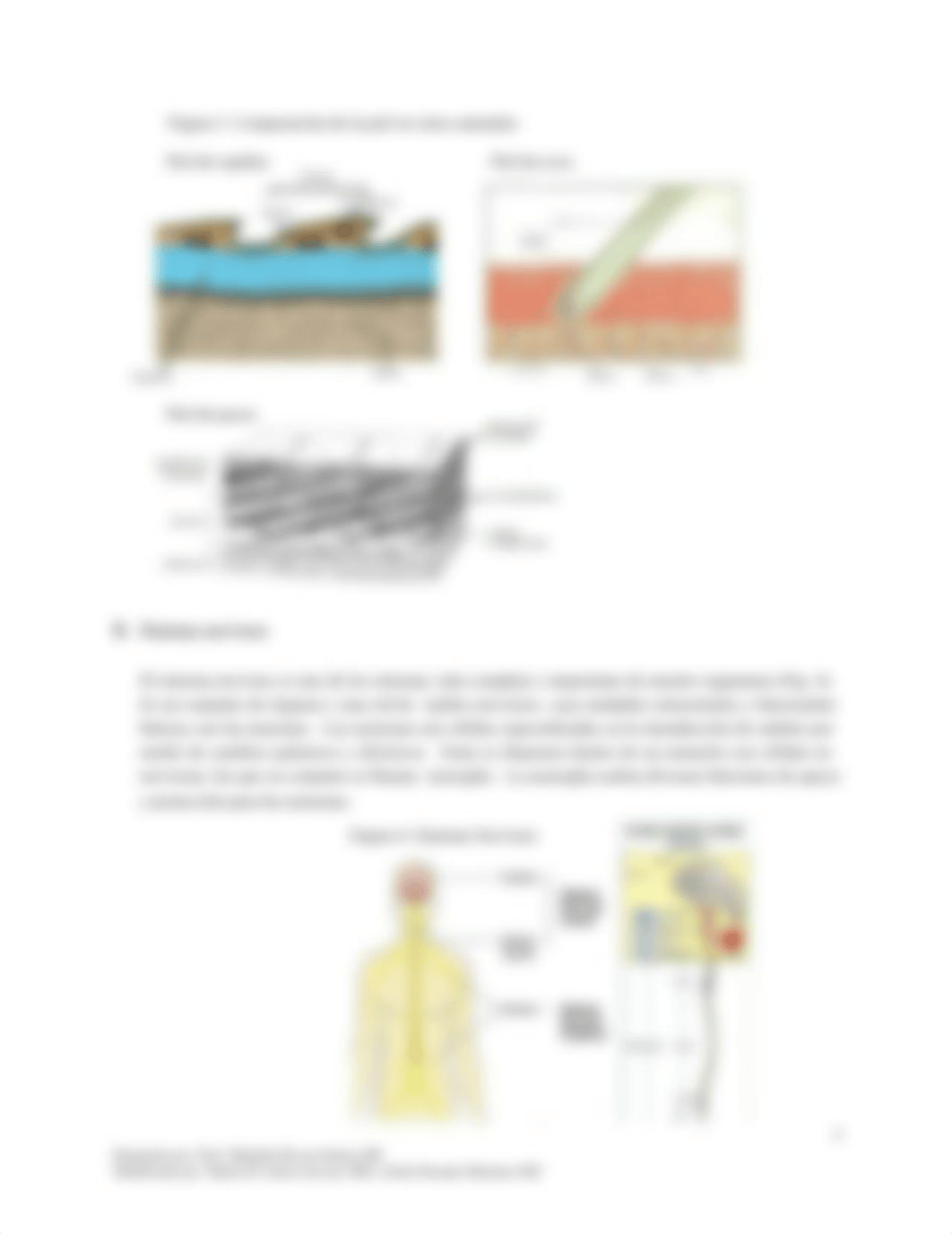 Lab 7_Sistema tegumentario y Sistema nervioso.docx_d2vsgwswir6_page3