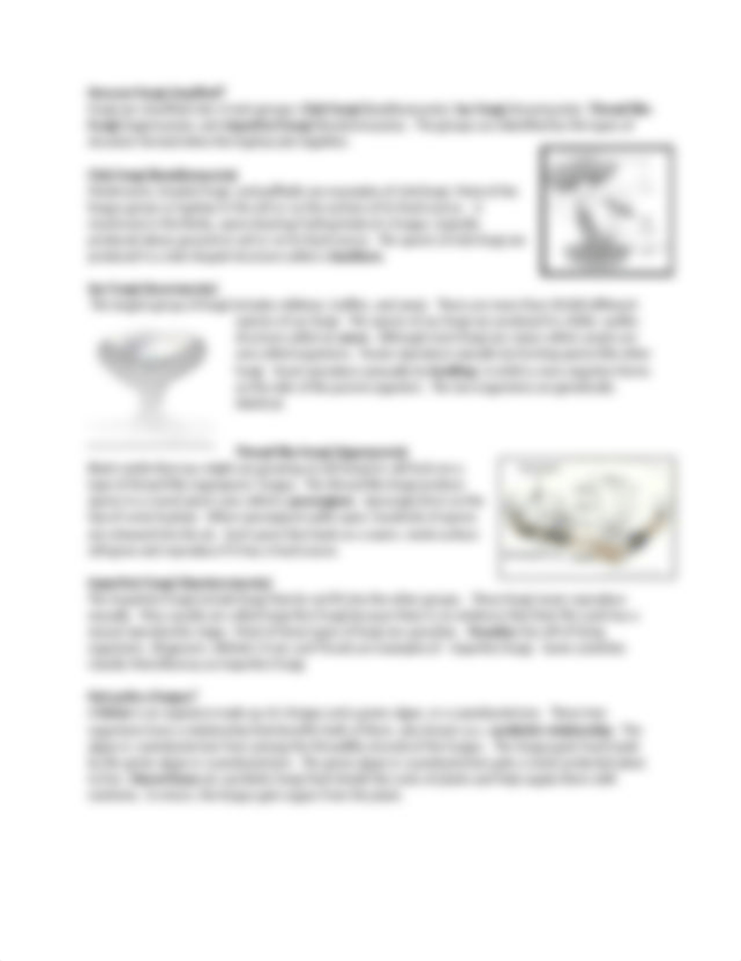 kingdom-fungi-worksheet.docx_d2vtefz0tqn_page2