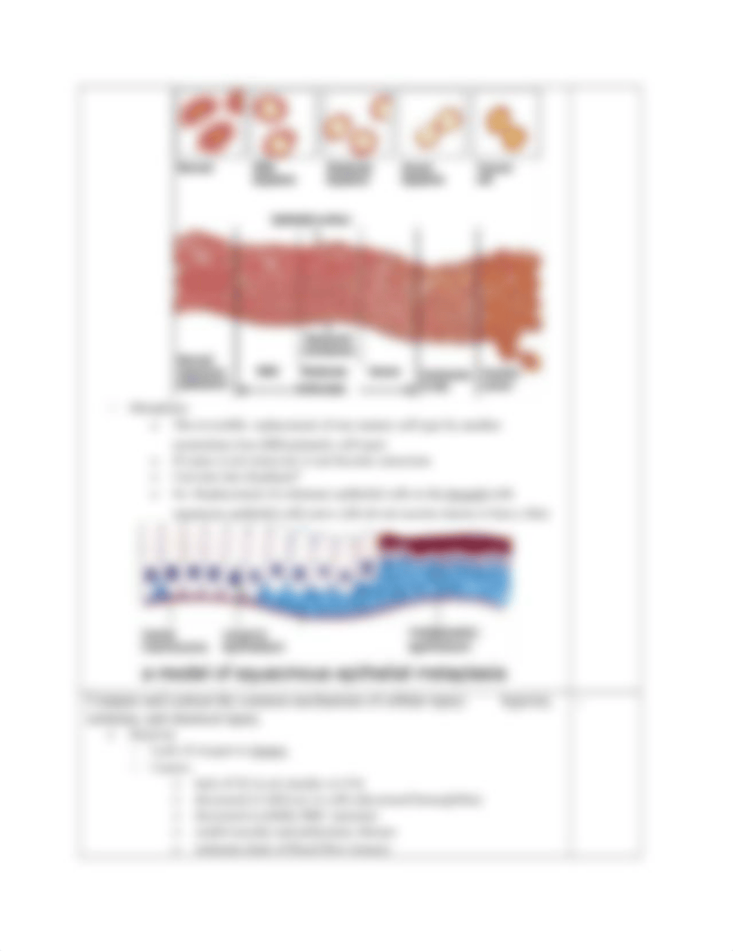 Patho Exam 1 Blue Print.docx_d2w4m6b1zot_page4