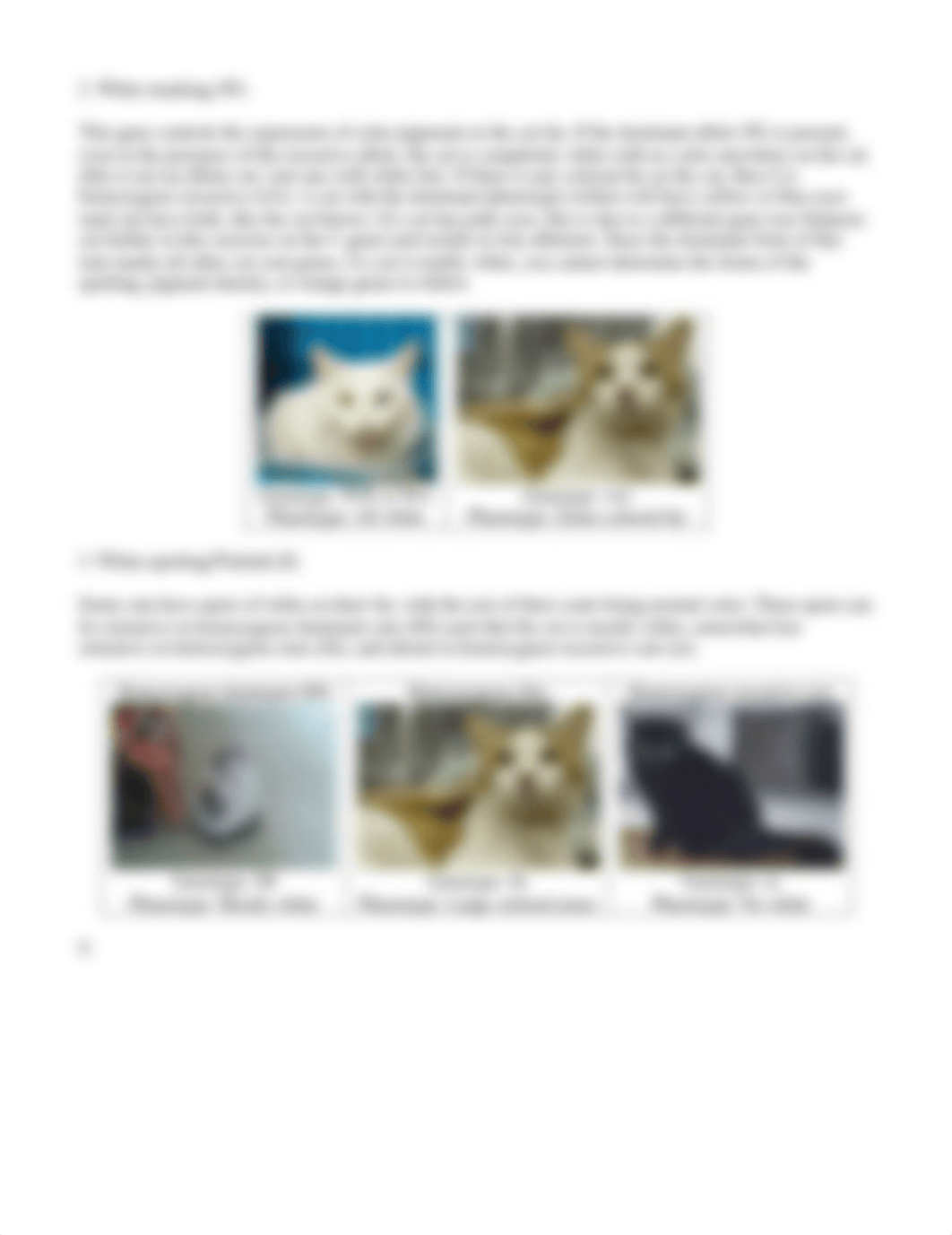 Assignment 1 - Cat Coat Exercise.pdf_d2way9snz47_page2