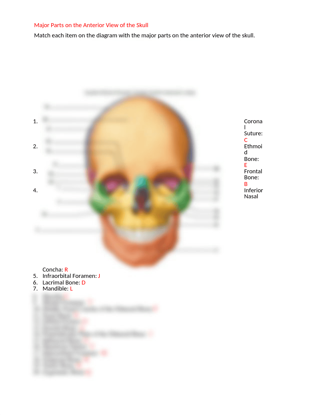 Keely Chen - Major Parts on the Anterior View of the Skull.docx_d2wd54wyoin_page1