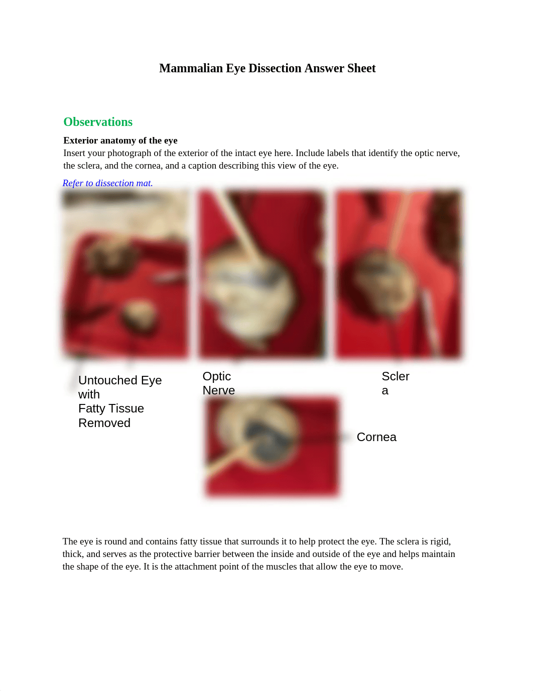 Mammlian Eye Dissection Answer Sheet.docx_d2wnwd5kjiv_page1