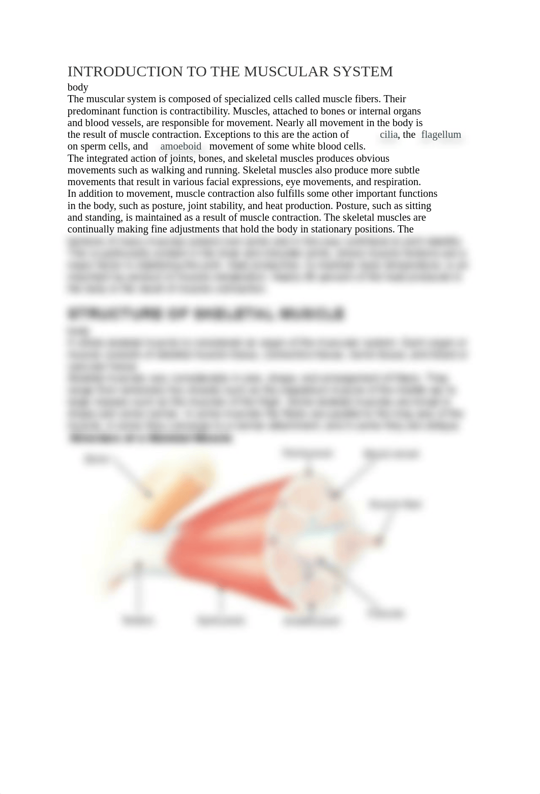 INTRODUCTION TO THE MUSCULAR SYSTEM_d2wtrh0e08v_page1