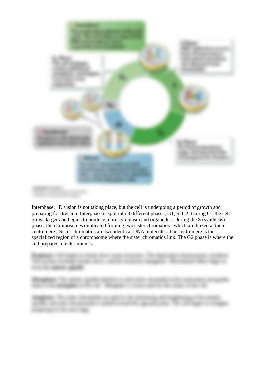 Mitosis Lab answers (5).docx_d2x0rweanwn_page3