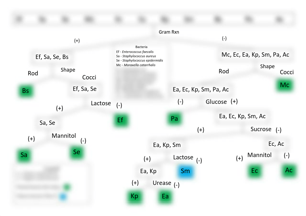 Unknown_Bacteria_Flow_Chart.pdf_d2xr3vt9xra_page1