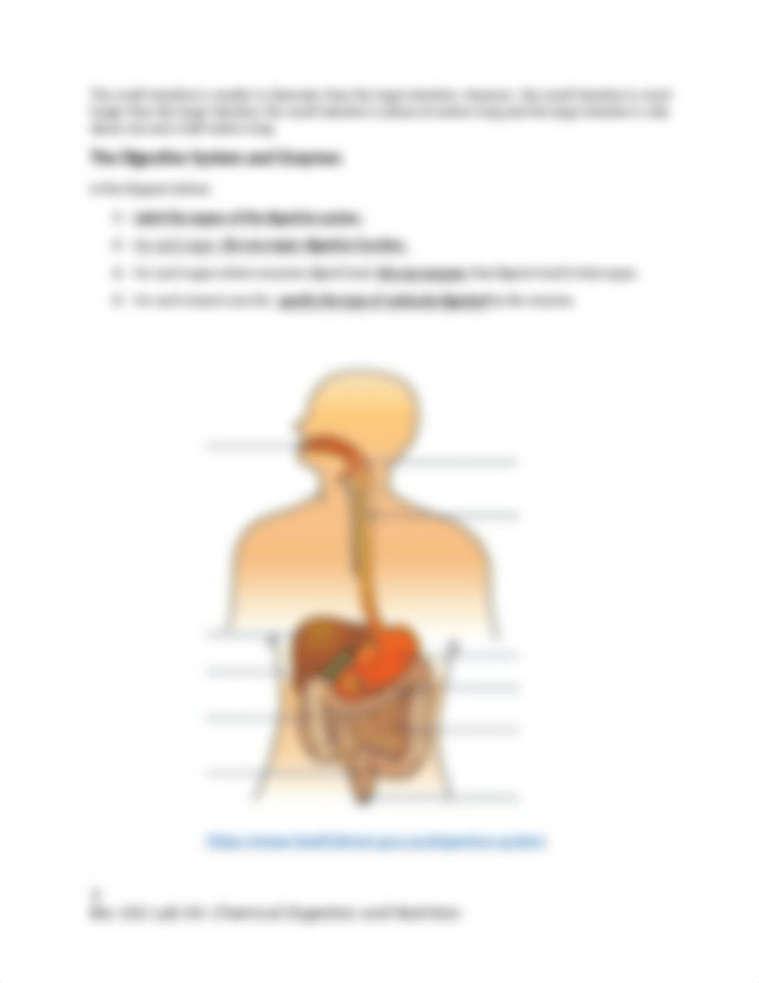 BIO 102 Lab 03, Digestion and Nutrition (1).docx_d2y8g47z9zz_page3