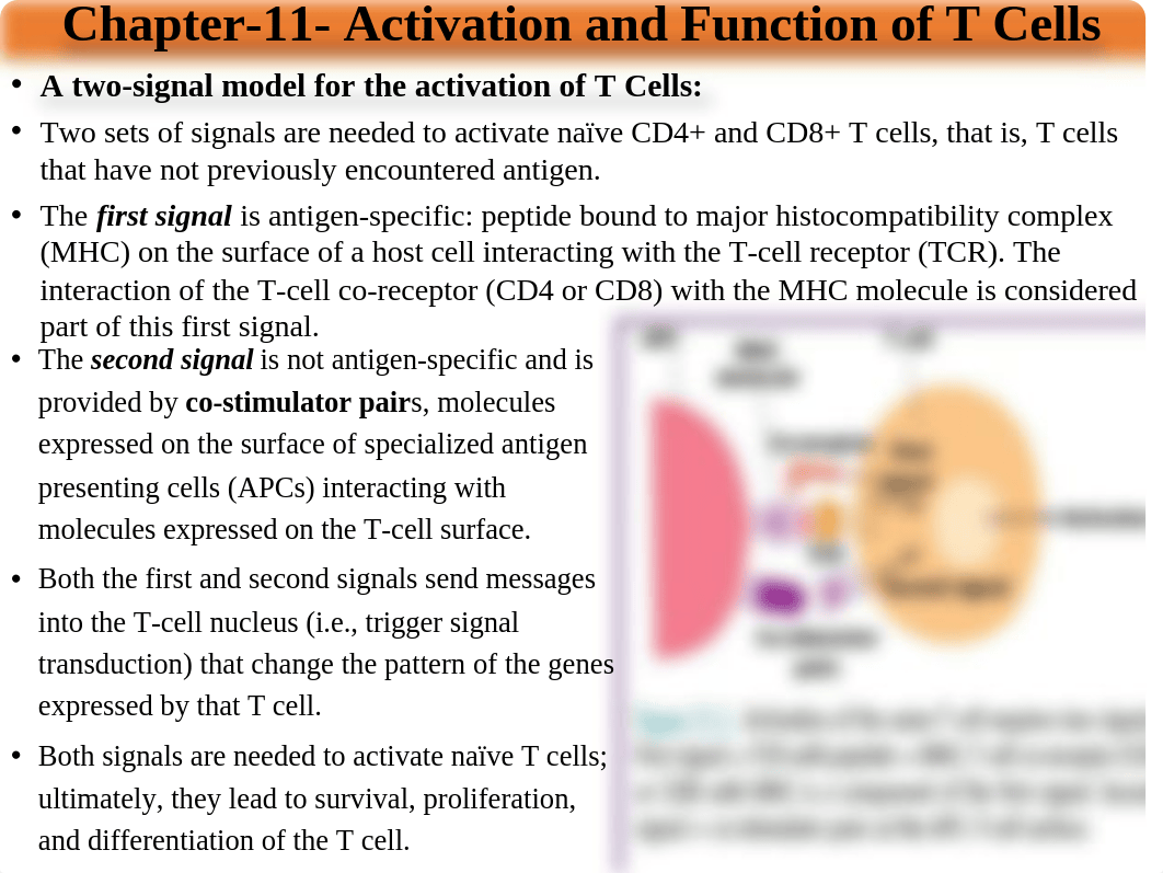 Lecture-4-Chapter-11- Activation and Function of T Cells, and Chapter-12- Cytokines(3).pptx_d2ydm3frlp3_page1