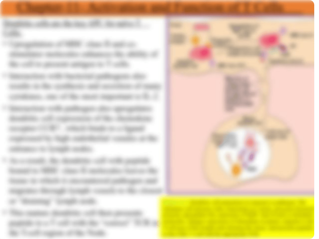 Lecture-4-Chapter-11- Activation and Function of T Cells, and Chapter-12- Cytokines(3).pptx_d2ydm3frlp3_page4