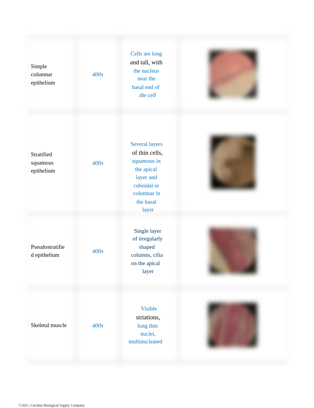 Mod 2 Lab Kit_ Introduction to Histology.docx_d2yq60v32ac_page2