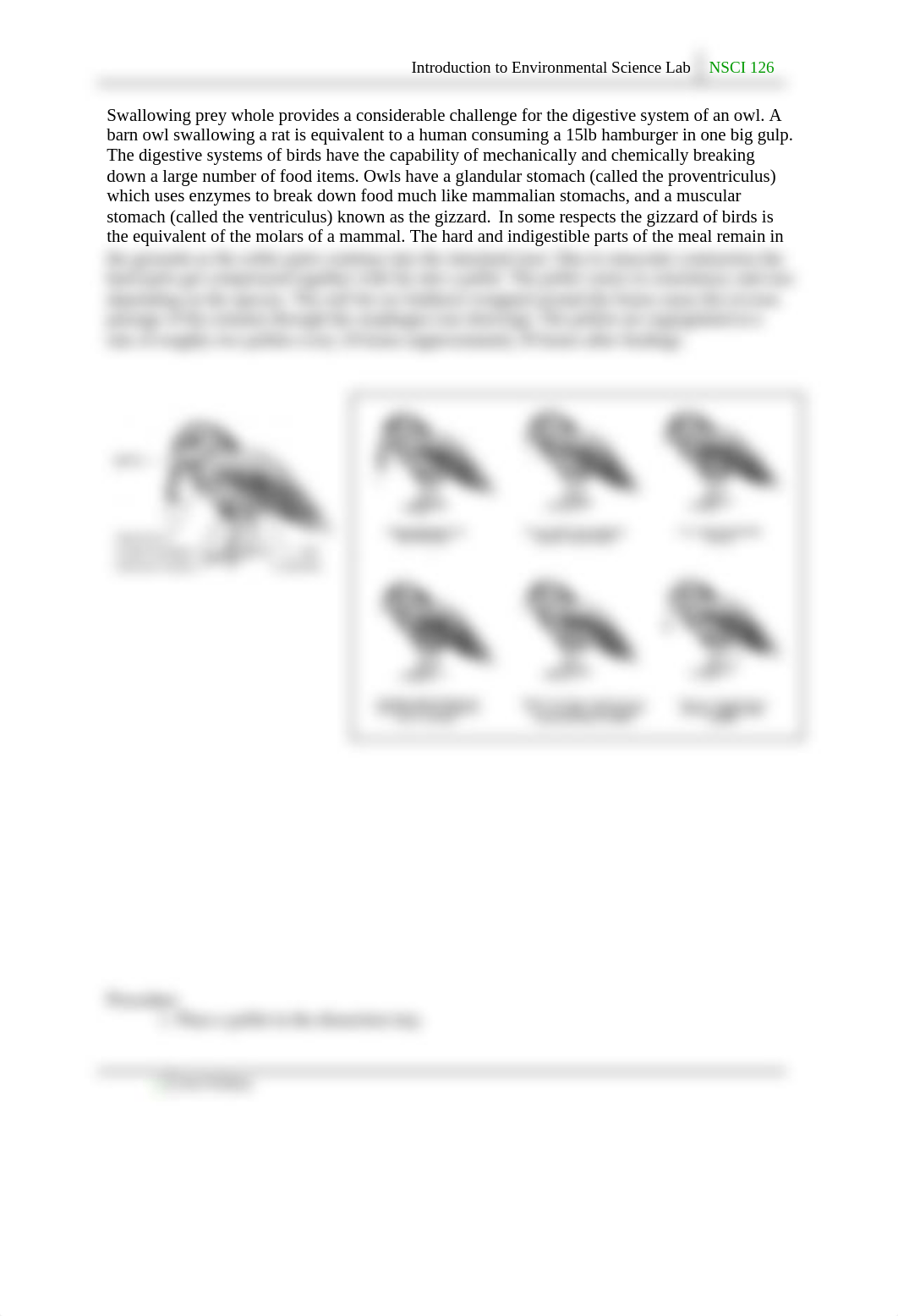 Owl_Pellets_Worksheet completed.docx_d2yriiy8wl0_page2