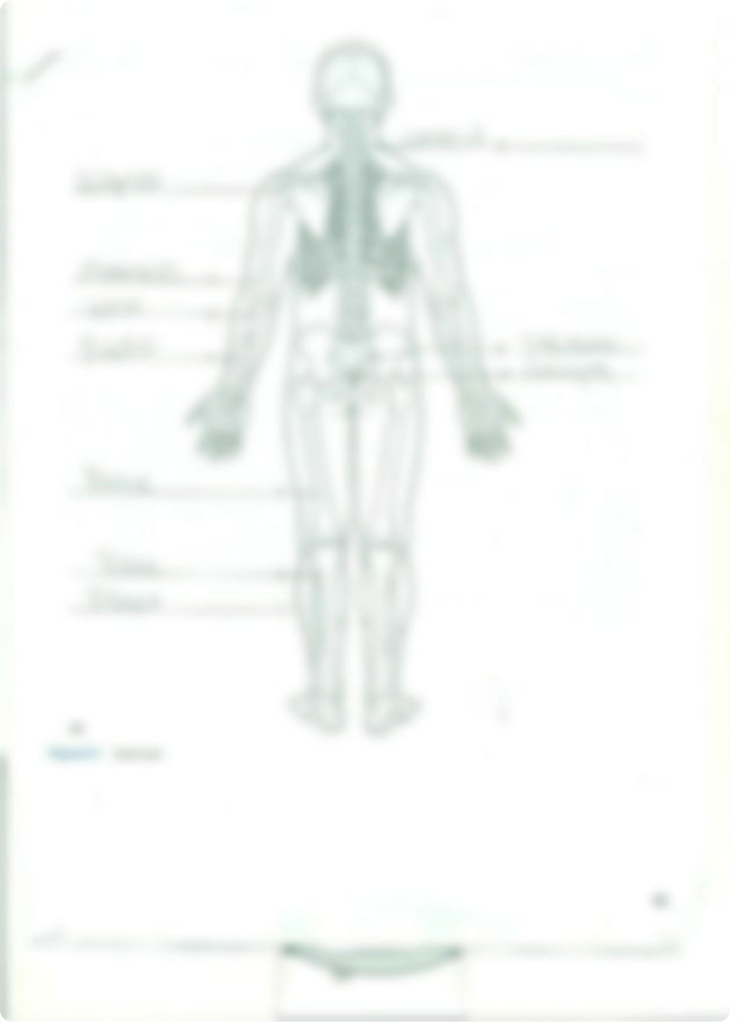 Chapter 9 Organization of the Skeleton_d2yt2sv43an_page3