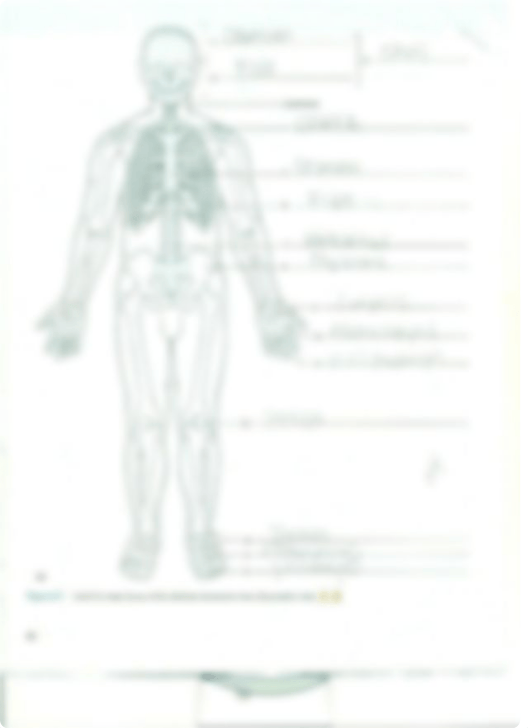 Chapter 9 Organization of the Skeleton_d2yt2sv43an_page2