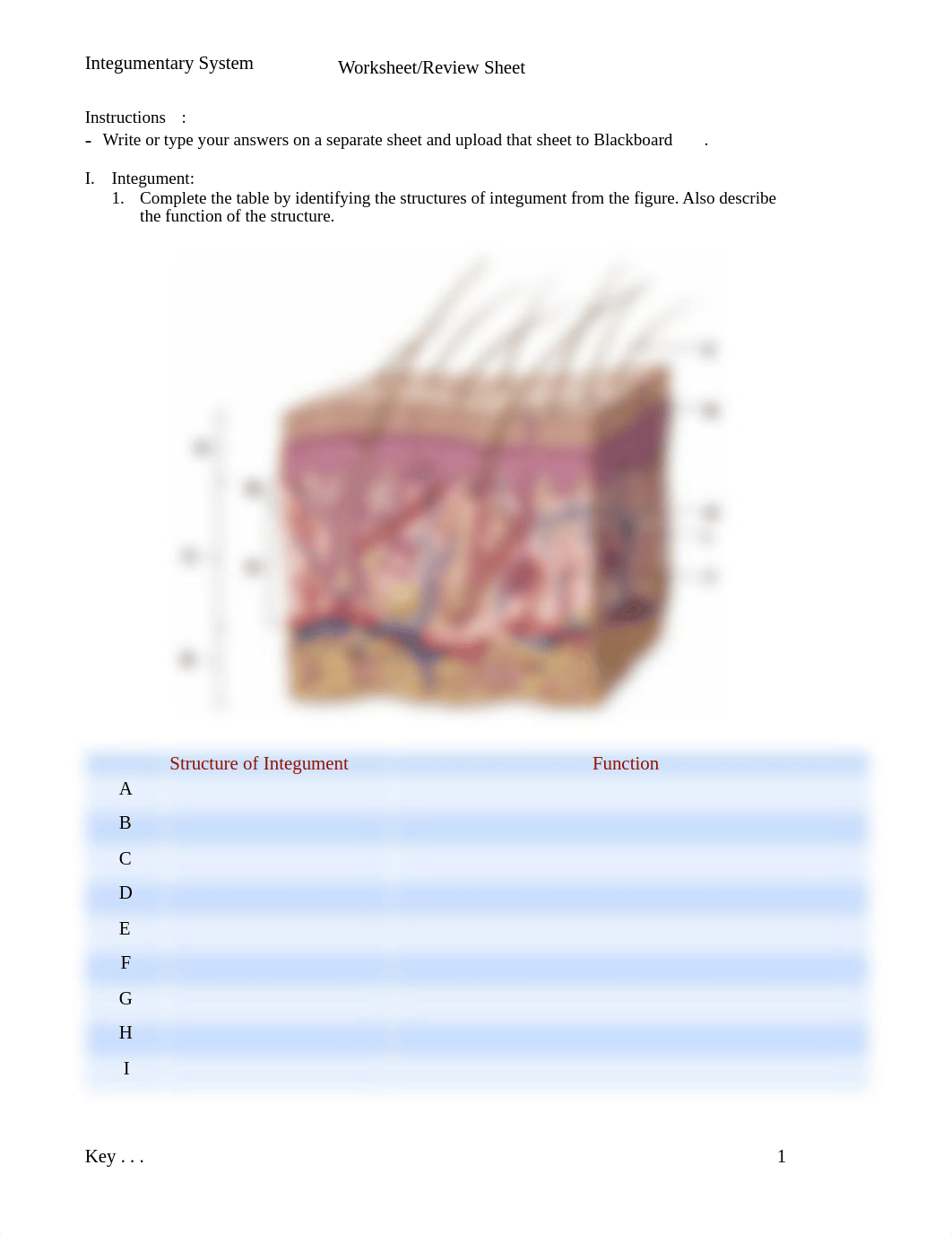 integumentary System worksheet.pdf_d2zk83x0a9b_page1