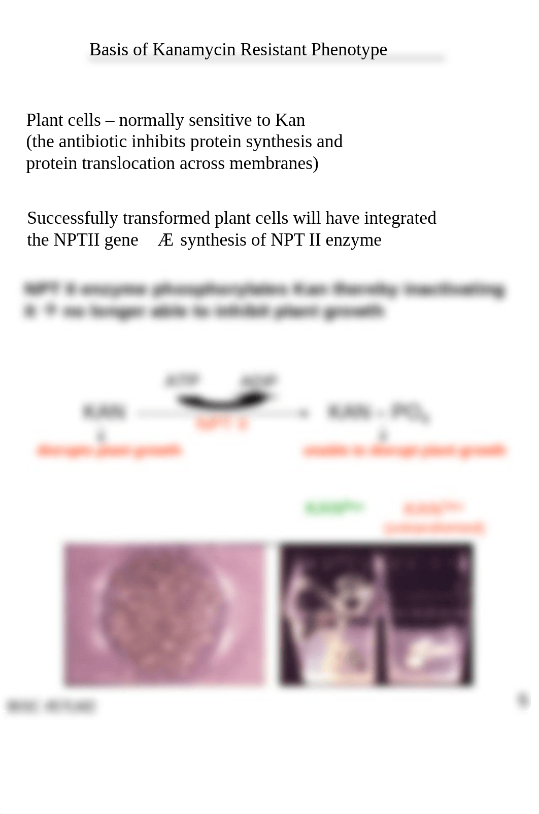 THE EXPERIMENTAL USE OF AGRO-BASED PLASMIDS FOR TRANSFER OF NOVEL GENES INTO PLANTS_d3067896w3m_page5