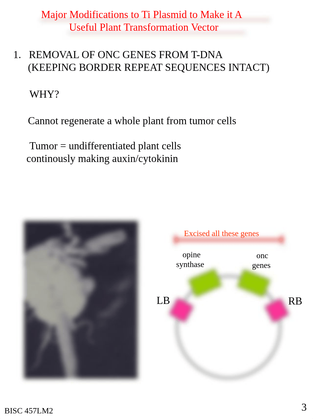 THE EXPERIMENTAL USE OF AGRO-BASED PLASMIDS FOR TRANSFER OF NOVEL GENES INTO PLANTS_d3067896w3m_page3