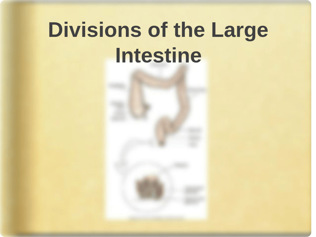 Bowel Elimination Lecture Slides_d30cn25h8wg_page5