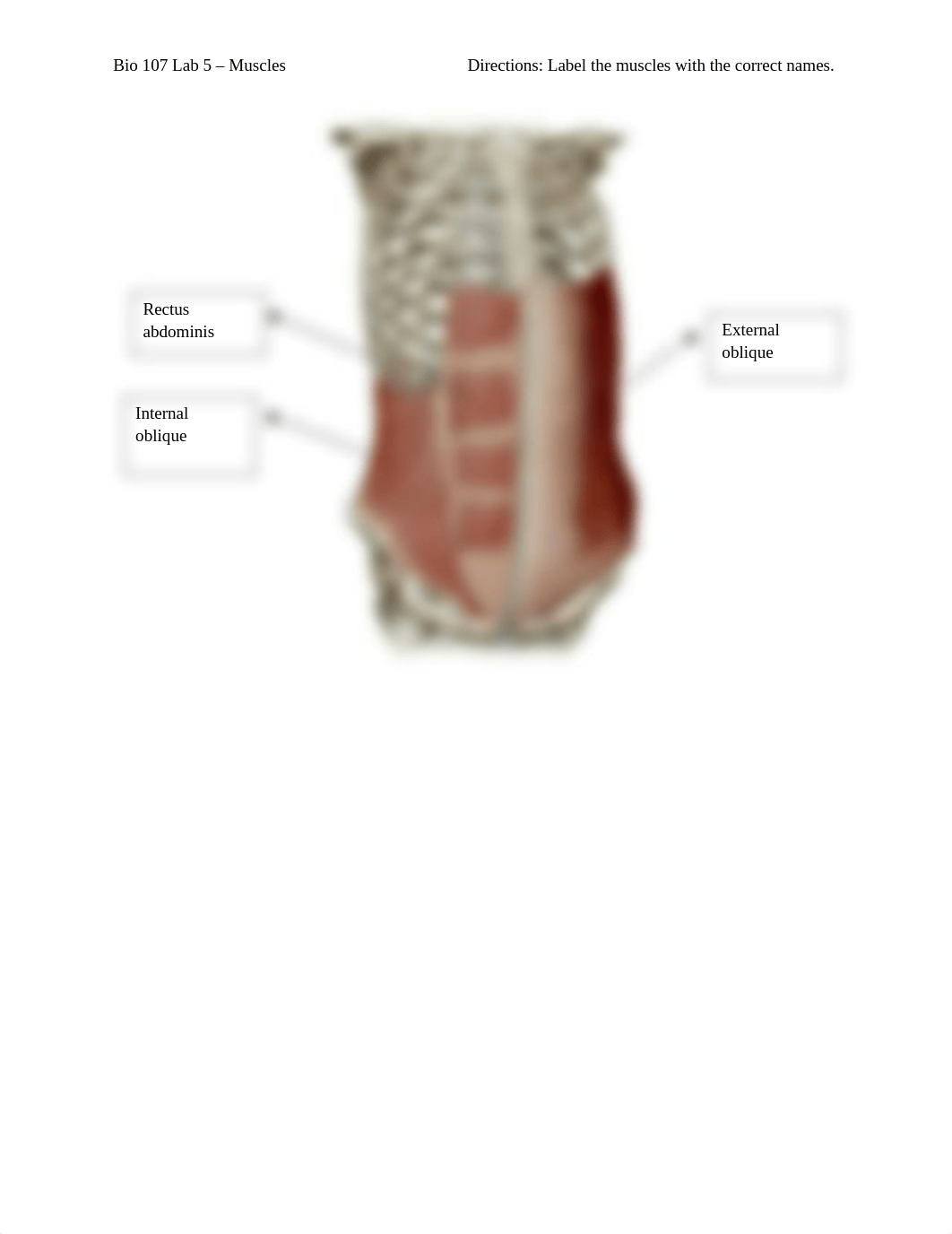 Bio 107 Lab 5 - Muscles.docx_d30lnk481qk_page2