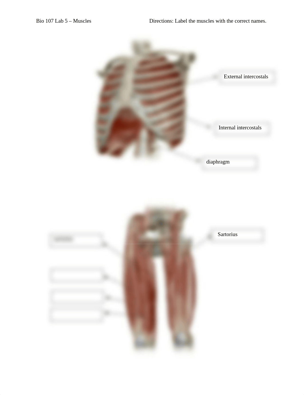 Bio 107 Lab 5 - Muscles.docx_d30lnk481qk_page3